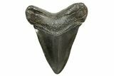 Fossil Megalodon Tooth - South Carolina #374700-2